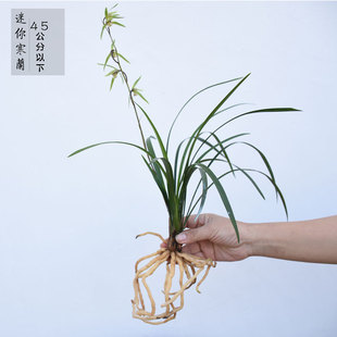 小叶迷你寒兰冬带花苞春兰叶型细叶寒兰熟草兰花苗45公分以下浓香