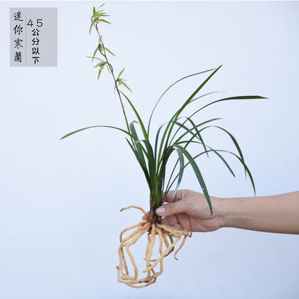 小叶迷你寒兰冬带花苞春兰叶型细叶寒兰熟草兰花苗45公分以下浓香