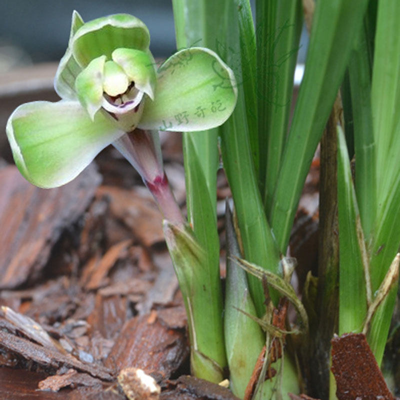 中华一品梅春兰老种梅瓣集园爪花艺双全金边兰花苗包邮山野奇葩