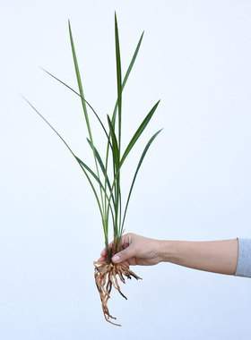 细叶寒兰直立叶冬天带花苞精选花苗书房窗台办公桌净化空气直销