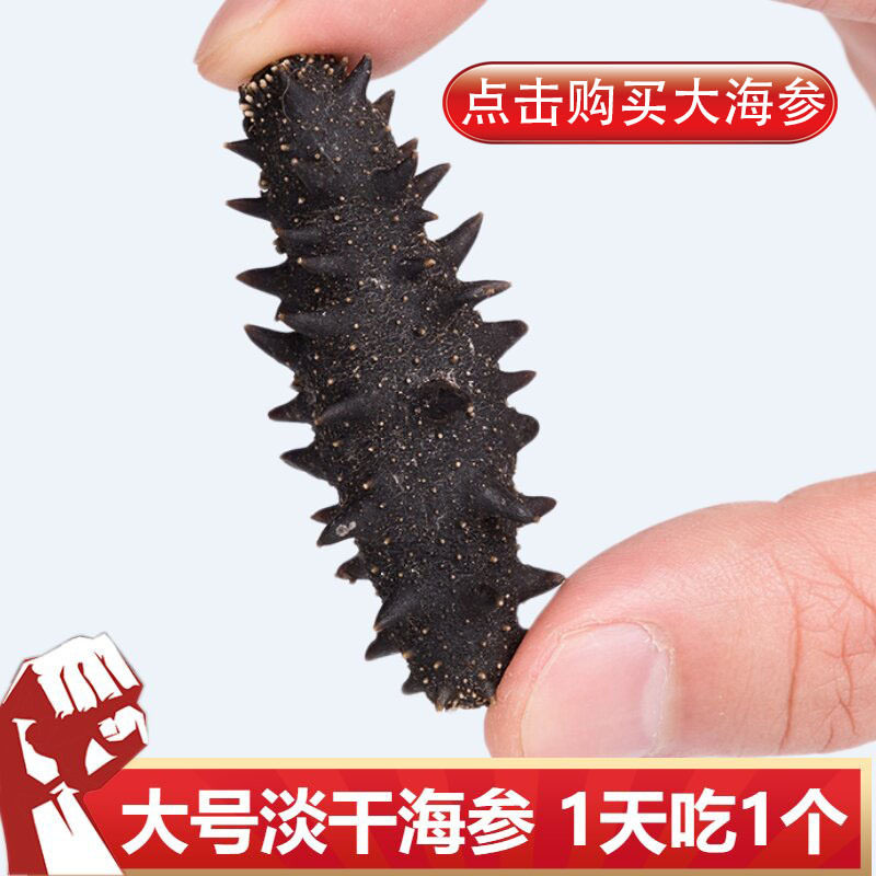 单个海参福建霞浦干海参高泡发
