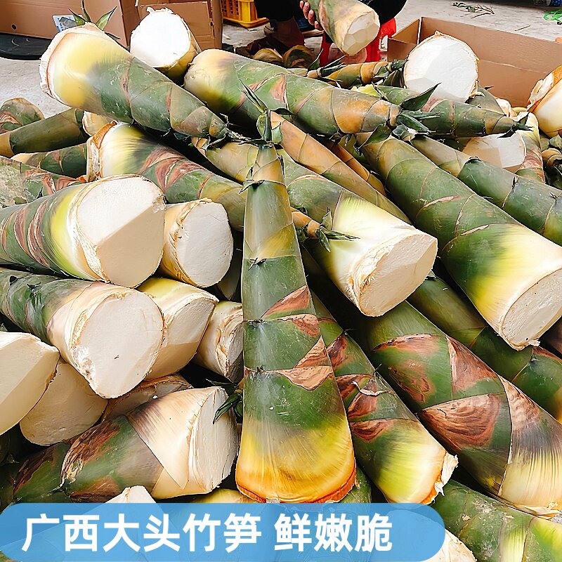 广西大头竹笋新鲜现挖麻竹笋带壳当季蔬菜可做酸笋农家鲜笋
