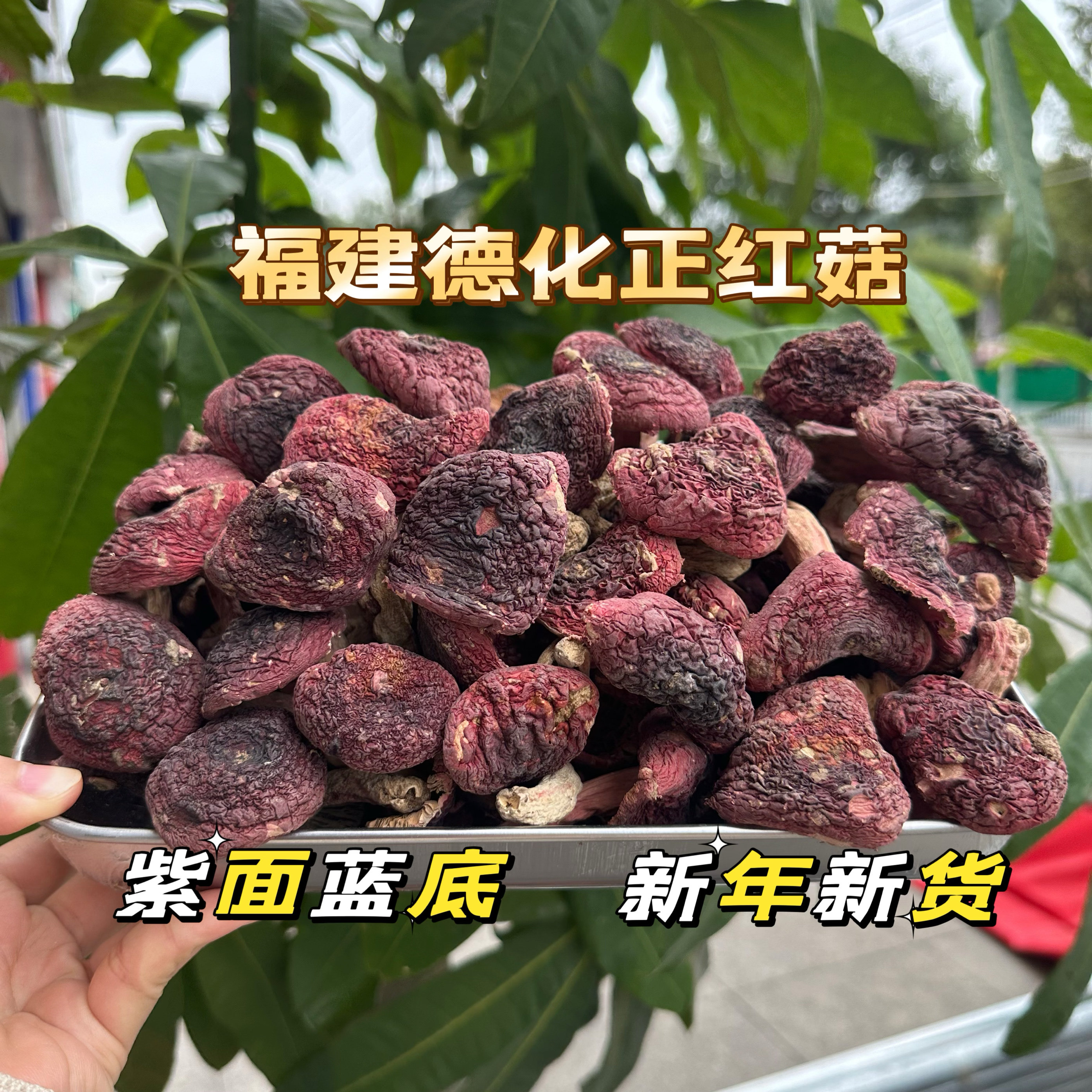 正宗福建德化野生红菇紫面蓝底精选月子菇干品煲汤菌菇