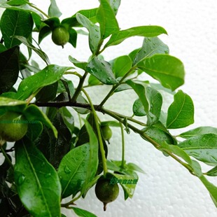 金弹子带花果母桩雌树原生金蛋子金单子金弹子树头树桩小微盆景