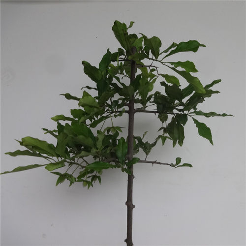 金弹子地景带果原生母树绿化景观