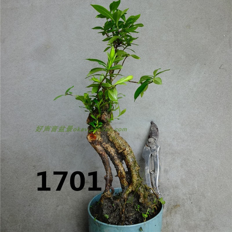 小叶栀子花盆景盆栽树头树桩