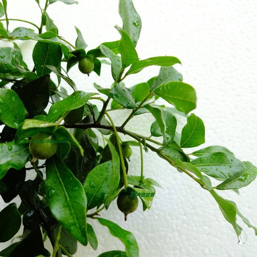 带果发货原生金弹子一物一拍