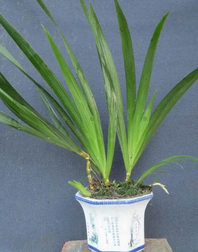 扁竹竹根花卉兰苗蝴蝶花