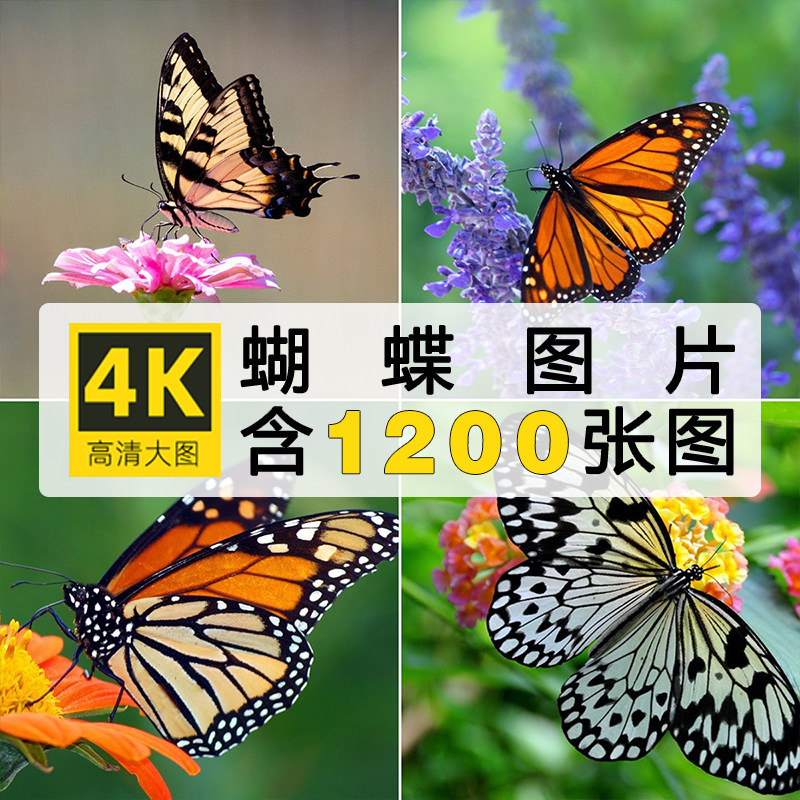 高清蝴蝶飞舞图片 昆虫自媒体ps设计特写摄影壁纸含白底图素材