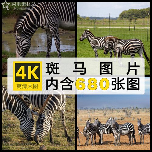 4K高清斑马图片 黑白条纹哺乳动物野生壁纸ps临摹绘画照片素材