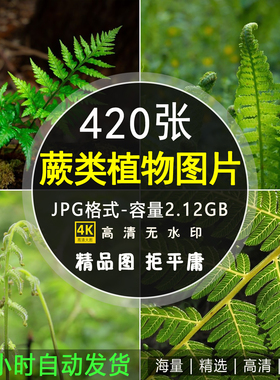 高清蕨类植物图片鹿角蕨连珠蕨雨丛林绿色植物摄影实拍照片素材