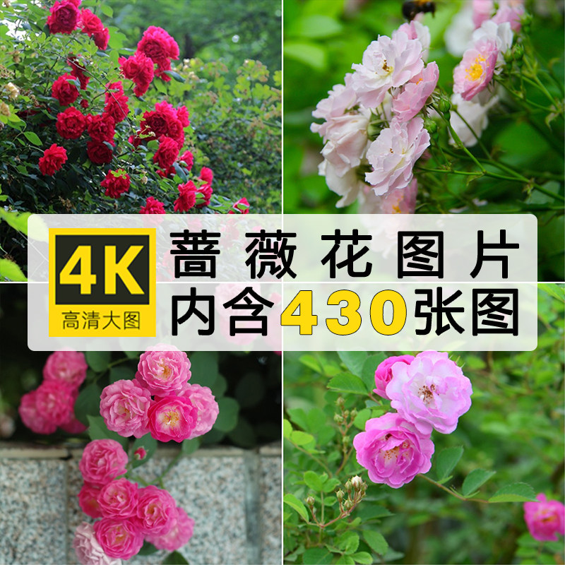 高清蔷薇花图集 唯美花卉花朵花丛手机电脑壁纸背景2K4K图片素材