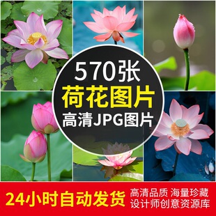 高清4k图库荷花图片莲花荷叶莲蓬植物摄影照片手机电脑壁纸ps素材