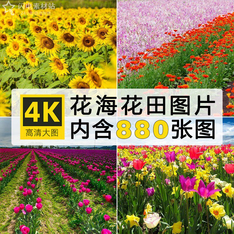 高清花海图片唯美鲜花田花丛自然风光春天背景壁纸摄影照JPG素材