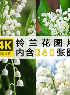 高清图库铃兰花图片白色花卉花朵花草植物唯美清新摄影照片ps素材