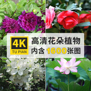 高清花朵花卉花田4K手机电脑背景壁纸图片自媒体实拍摄影绘画素材