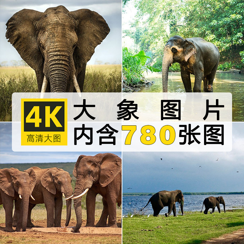 高清大象图片幼象野象非洲象大象群野生动物壁纸素材摄影jpg照片