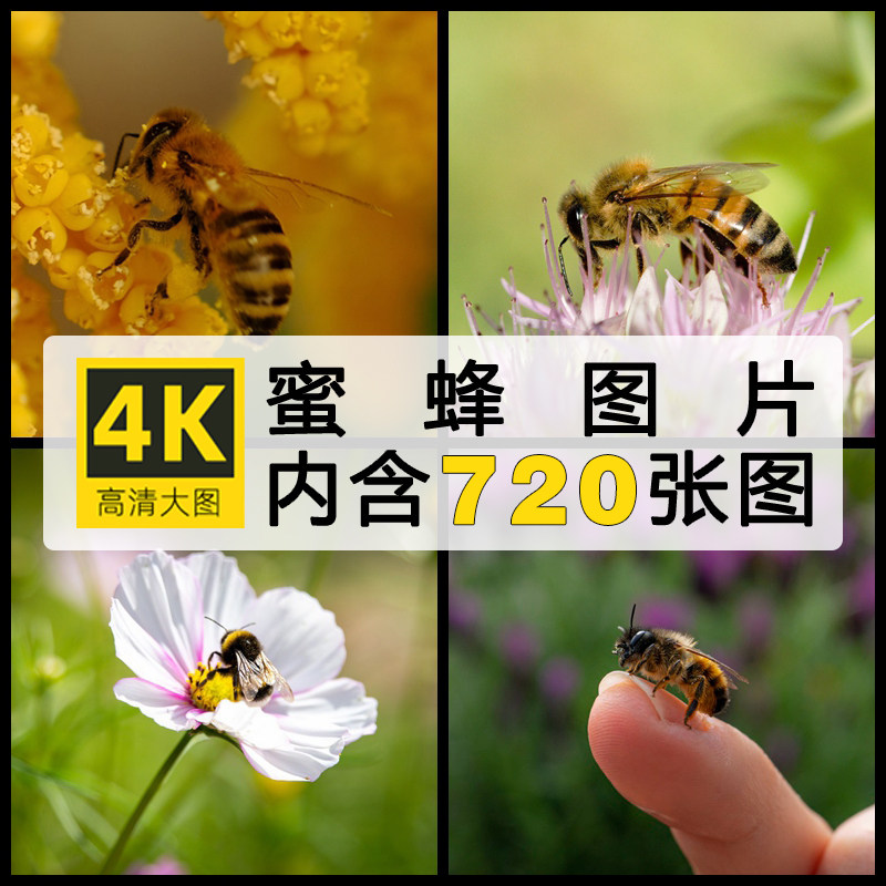 4K高清蜜蜂图片 花朵采蜜场景特写摄影图集照片PS海报设计素材