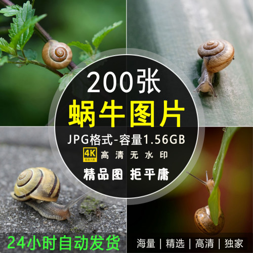 4K高清蜗牛图片蜗壳软体爬行动物小昆虫动物特写实拍照片ps素材
