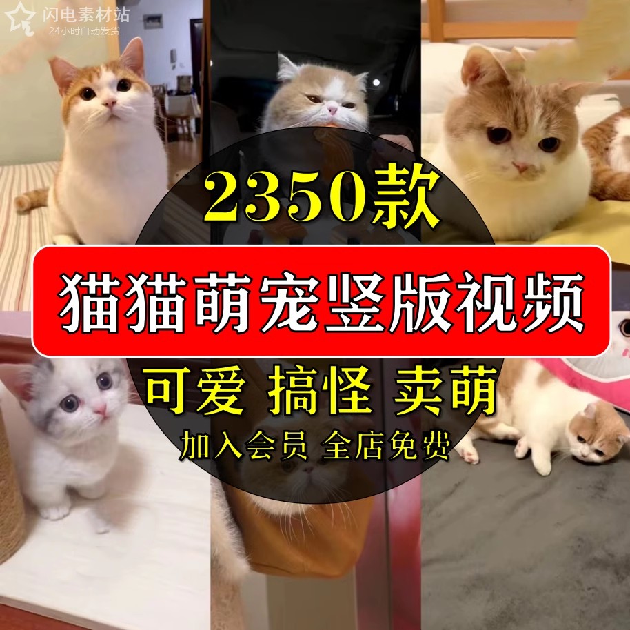竖屏萌宠素材动物猫咪宠物搞笑抖音短视频直播高清无水印剪辑起号