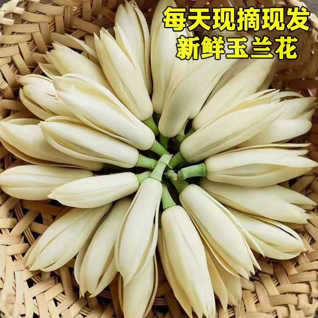 白兰花鲜花现摘现发浓香型花卉黄果兰黄葛兰缅桂花泡酒白玉兰花朵