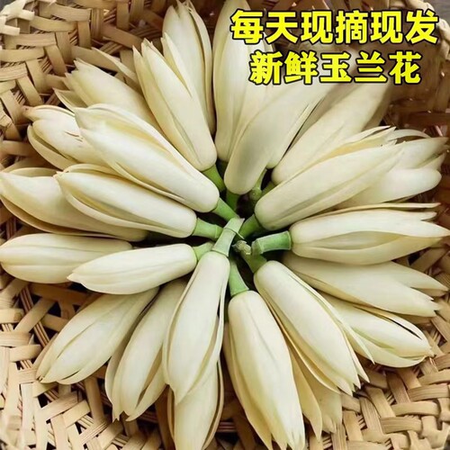 白兰花鲜花现摘现发浓香型花卉黄果兰黄葛兰缅桂花泡酒白玉兰花朵