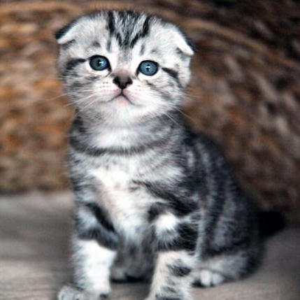 【超粘人宠物猫】纯种苏格兰折耳猫美短银虎斑 超萌苏折根折妹妹