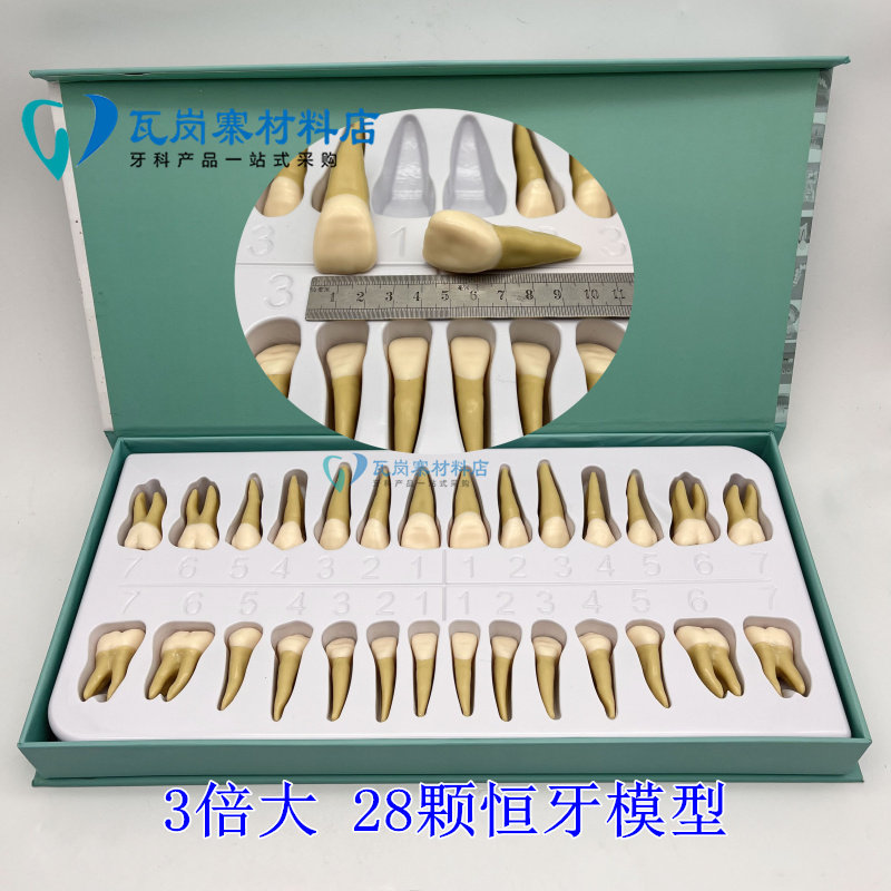2倍 3倍双色恒牙学生认识牙齿28颗全口牙齿模型