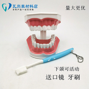 牙科口腔假活动牙模 2倍幼儿园教刷牙模型 学习刷牙医患沟通 包邮