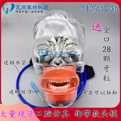 牙科口腔教学仿真模型简易头模练习树脂牙可拆卸根管牙齿牙粒