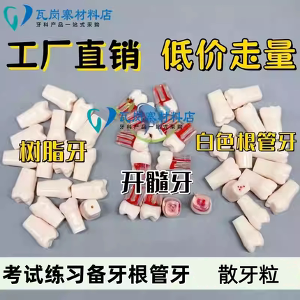 牙科口腔牙医口腔技能考试练习开髓牙粒根管模型离体牙带髓腔制备