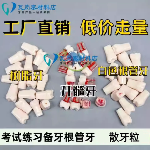 牙科口腔牙医口腔技能考试练习开髓牙粒根管模型离体牙带髓腔制备