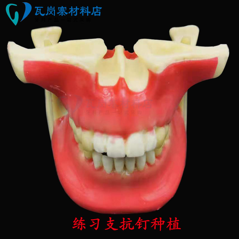 牙科口腔 支抗钉练习模型  牵引 种植牙教学操作上颌窦提升2031