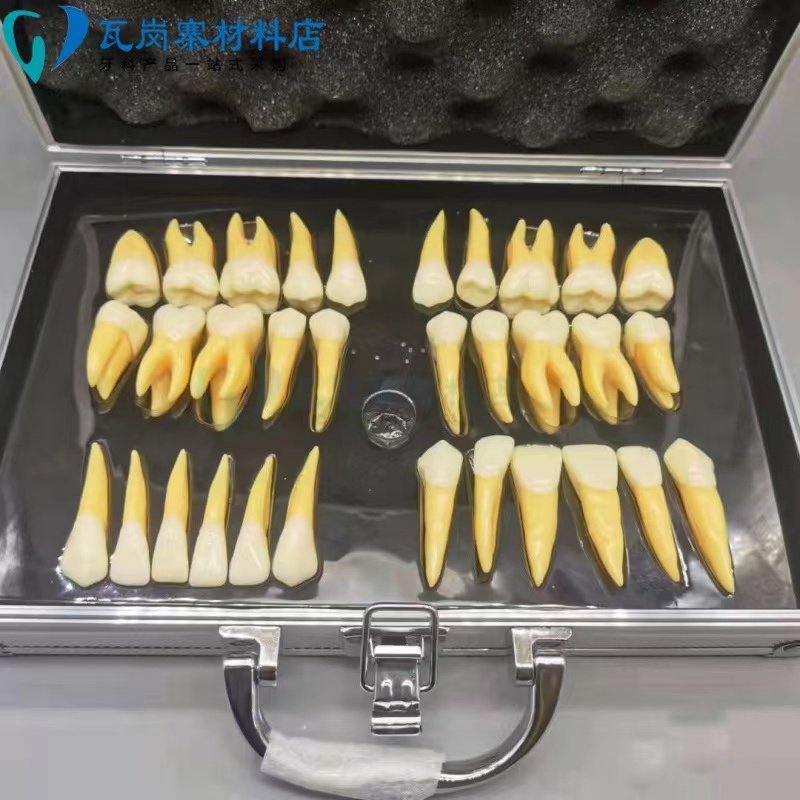 5倍32颗双色恒牙齿模型 仿真牙齿模型7026铝盒
