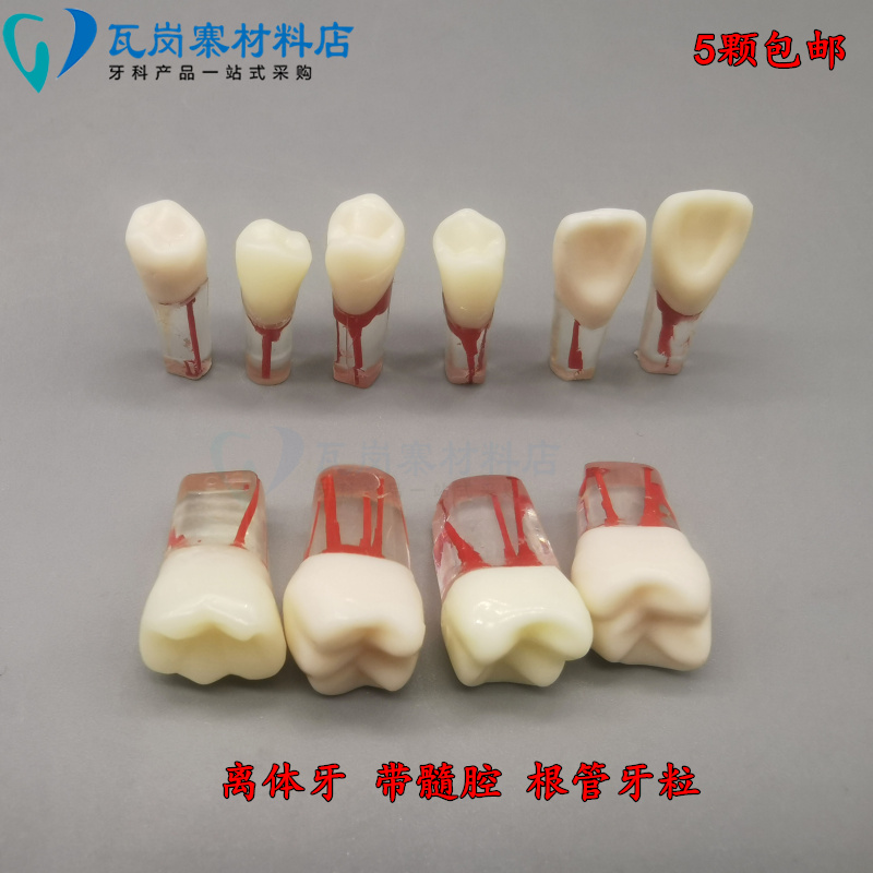 牙科考试带髓腔根管离体