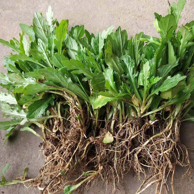 深山正宗中药材马兰头种根 红梗菜鸡儿肠田边菊紫菊新鲜500克直销