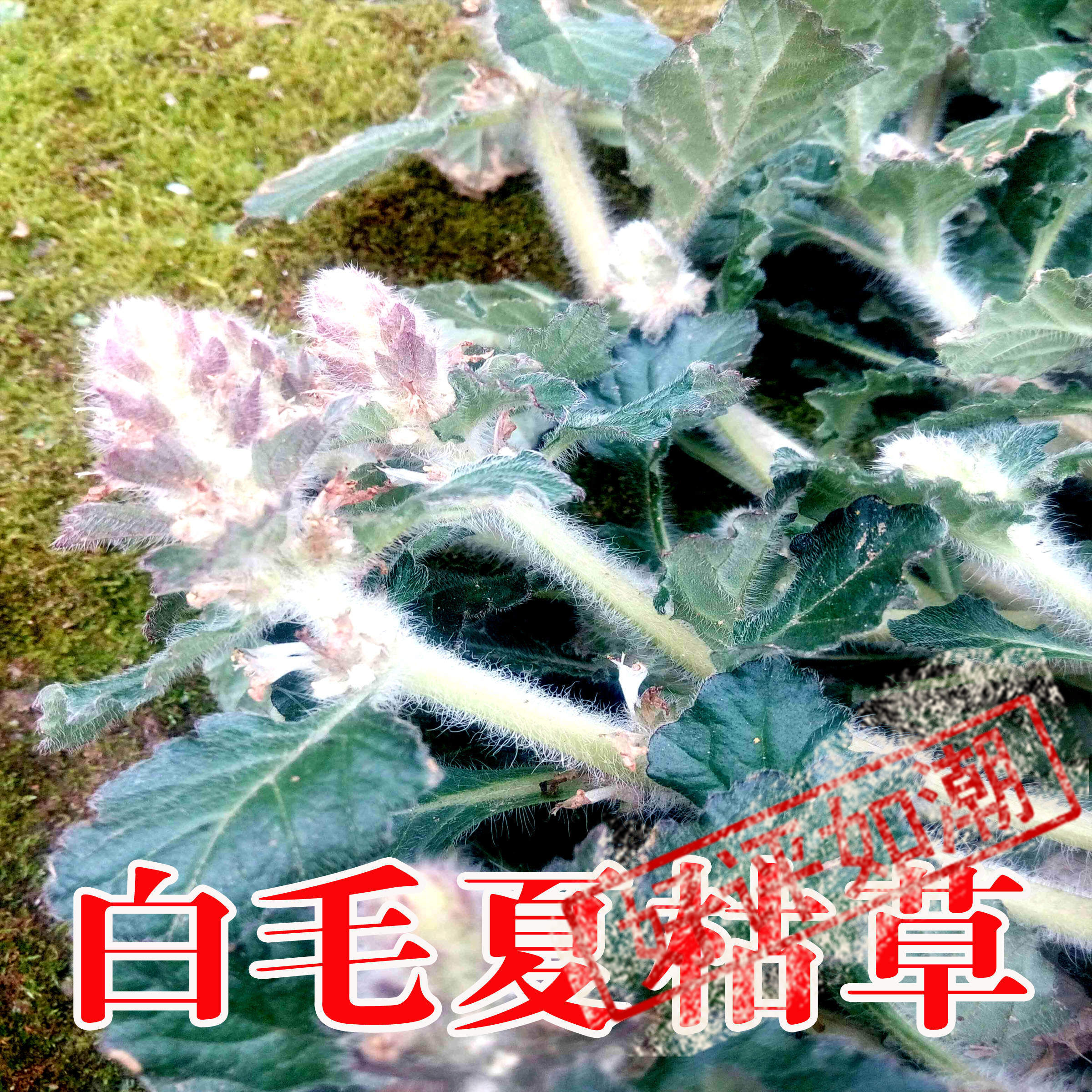 新鲜深山中药材白毛夏枯草散血草破血丹苦草白头翁筋骨草500g推荐