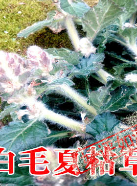 野生白毛夏枯草百头翁新鲜中药材