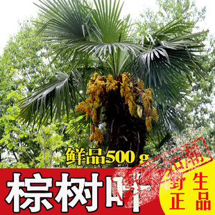 正宗深山山棕树叶棕榈叶马尾棕新鲜500克掌柜推荐包邮食用包种子