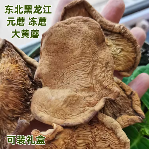 东北元蘑干蘑菇大黄蘑冻蘑伊春