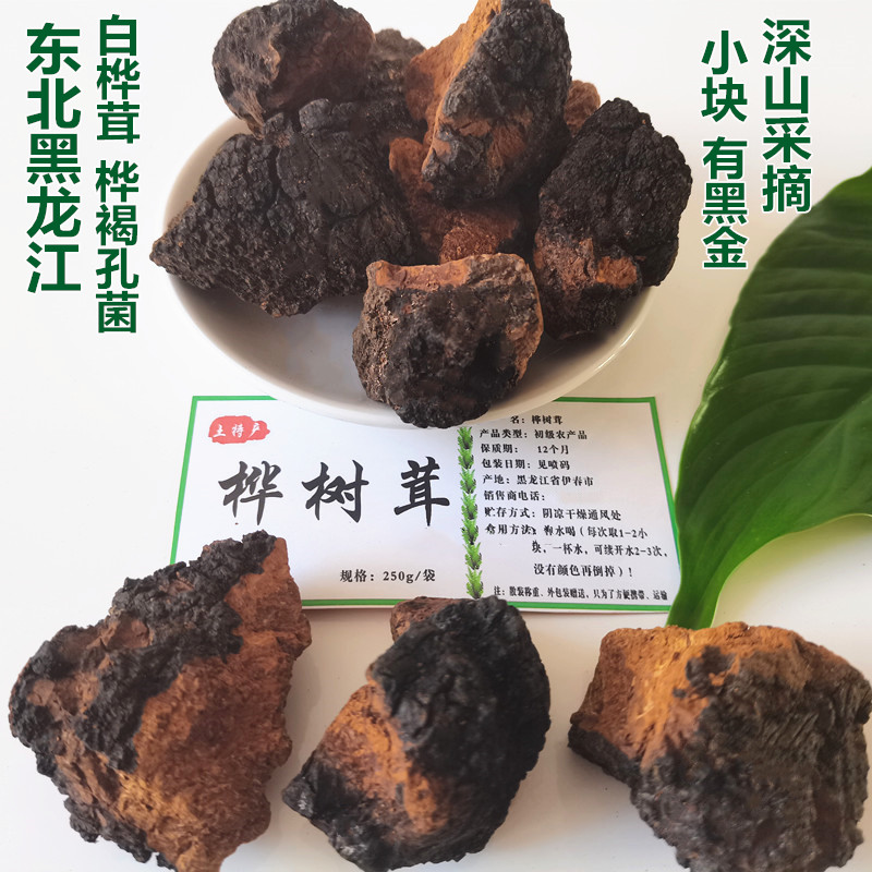 东北桦树茸白桦茸桦褐孔菌桦树黄