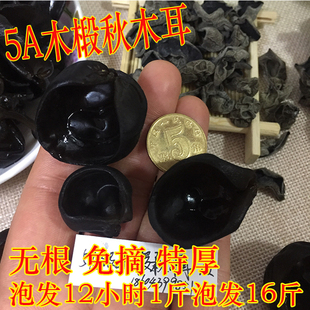 包邮 长白山木椴秋木耳 500克 老鼠耳99.9元 全筋无根免摘1.2小碗耳