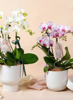 Orchid 繁花春序 蝴蝶兰礼品盆栽 50CM
