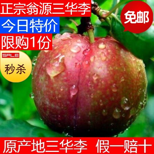 广东韶关翁源正宗三华李红心李子新鲜现摘现发水果爽脆甜5斤大果