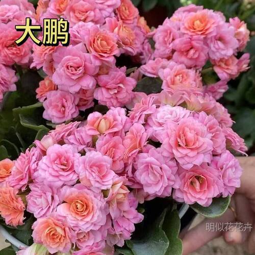 金狐狸洛桑稀有长寿花盆栽常开