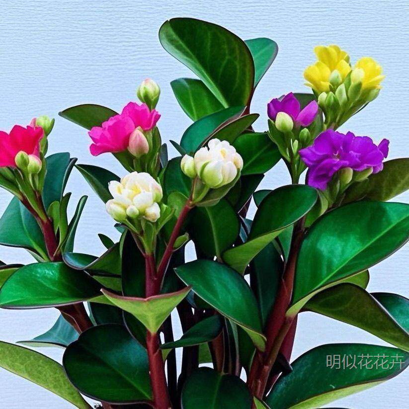 【清仓款】新品重瓣碧玉花卉绿植四季开花浓香型盆栽室内净化空气