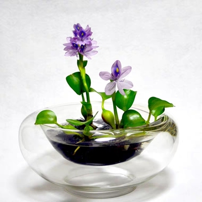 水葫芦植物水生水养凤眼莲净化水