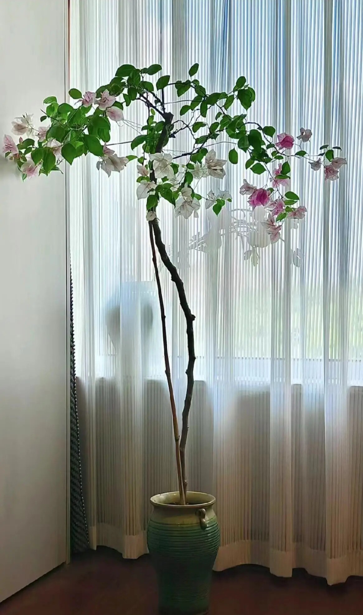 三角梅各种老庄适合庭院阳台楼顶种植直播间一物一拍欢迎各位花友