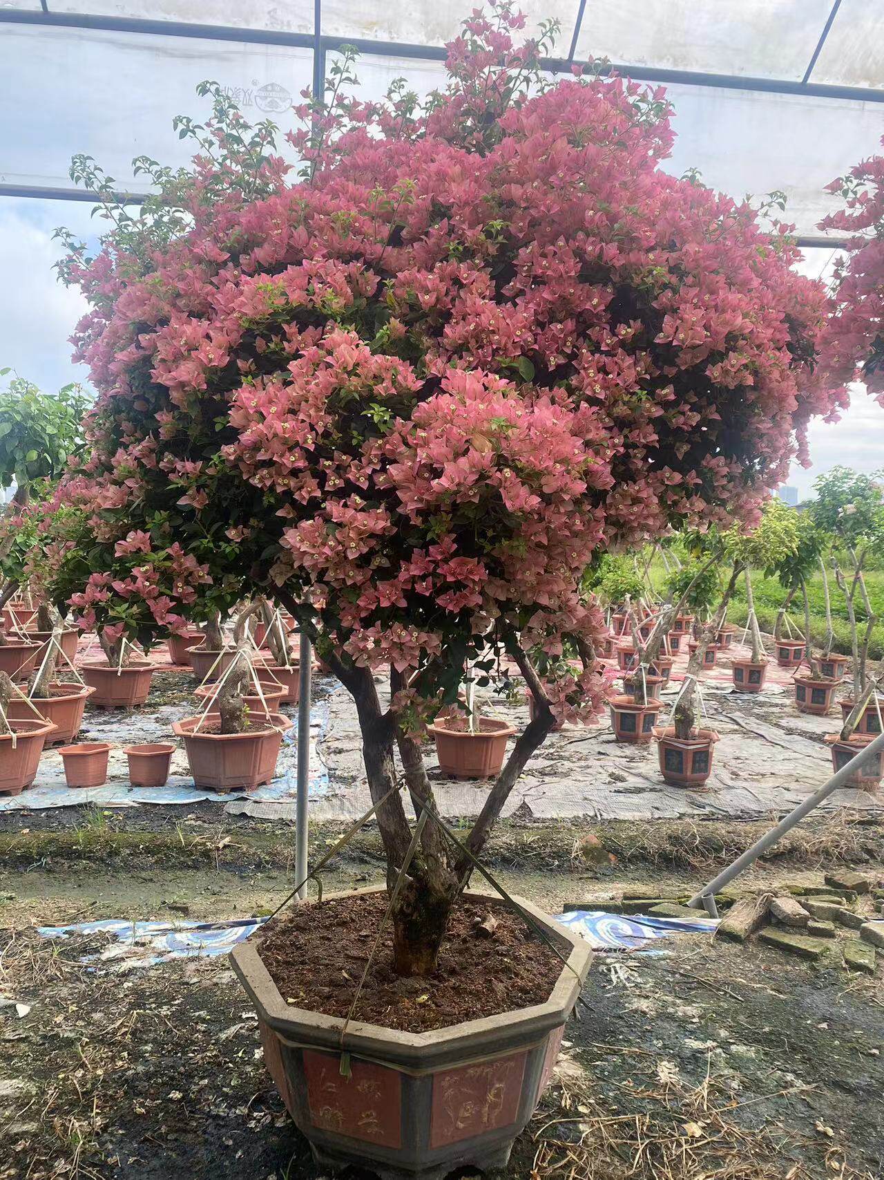 三角梅盆栽老桩高飘树苗庭院植物四季开花一物一拍改价专用链接