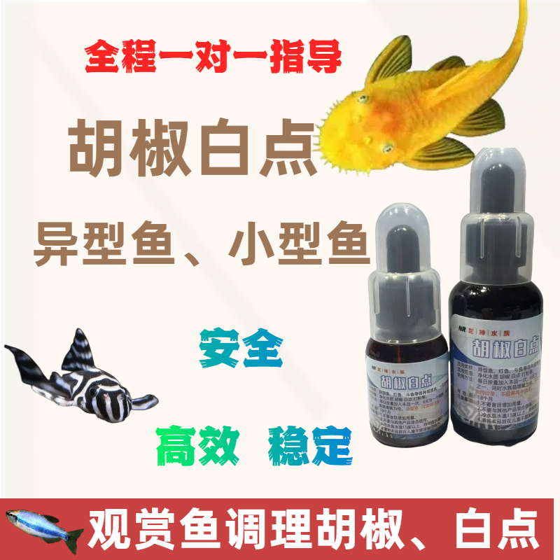 胡子鱼斗鱼小型鱼胡椒病白点病